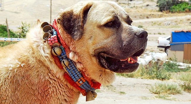 Turkiye Nin En Buyuk Kopegi Aksaray Malaklisi Ukala Hayvan Turkiye Nin En Buyuk Kopegi Aksaray Malaklisi Ukala Hayvan